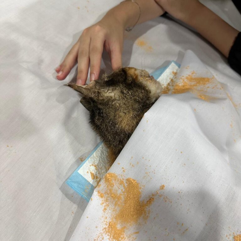 Takwa Pet Burial Services - Bidding Farewell